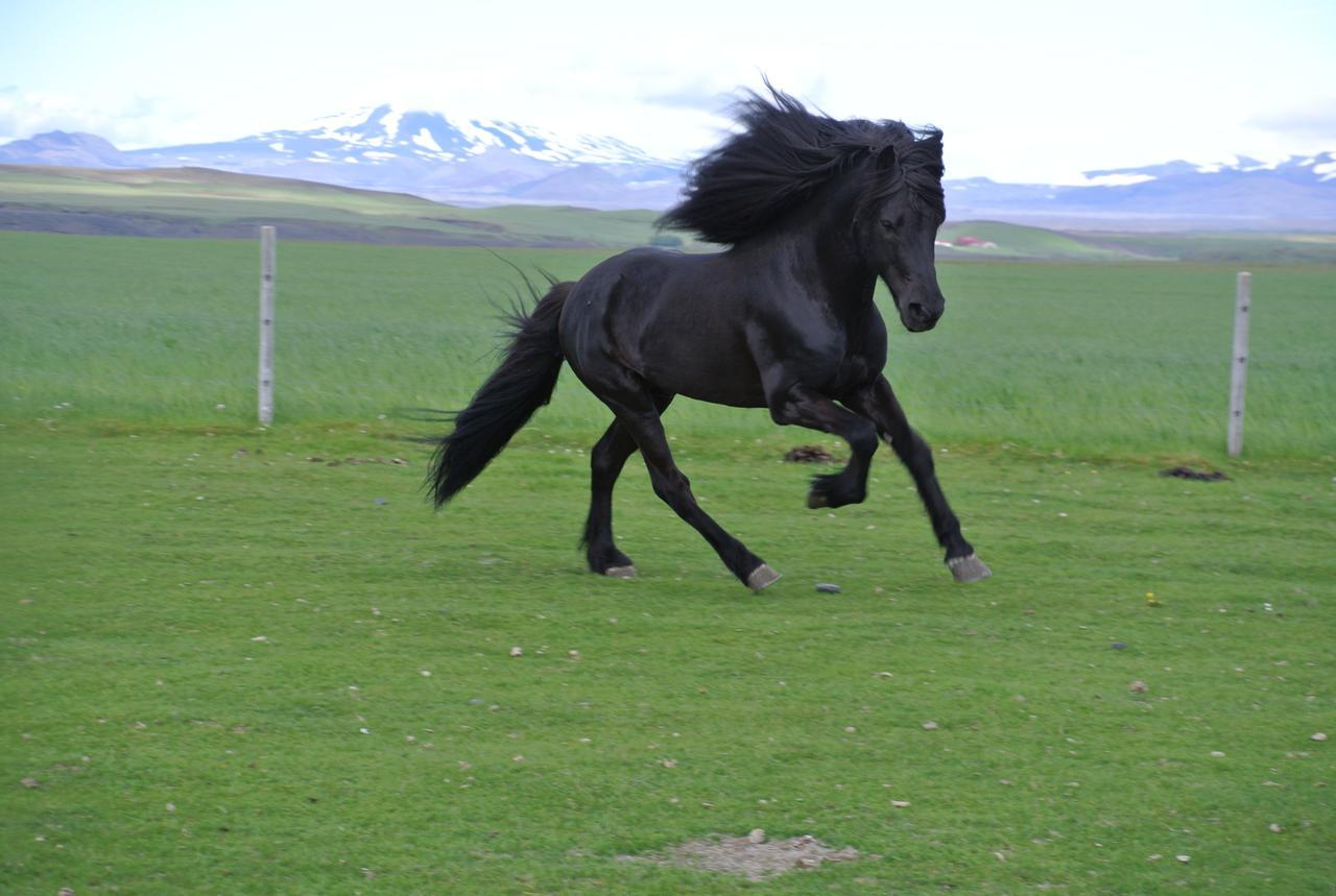 Hekla Adventures Villa Hvolsvöllur Exteriör bild